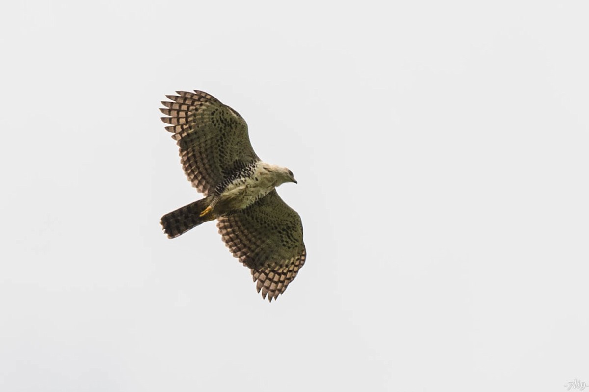 Ornate Hawk-Eagle - Tim Liguori
