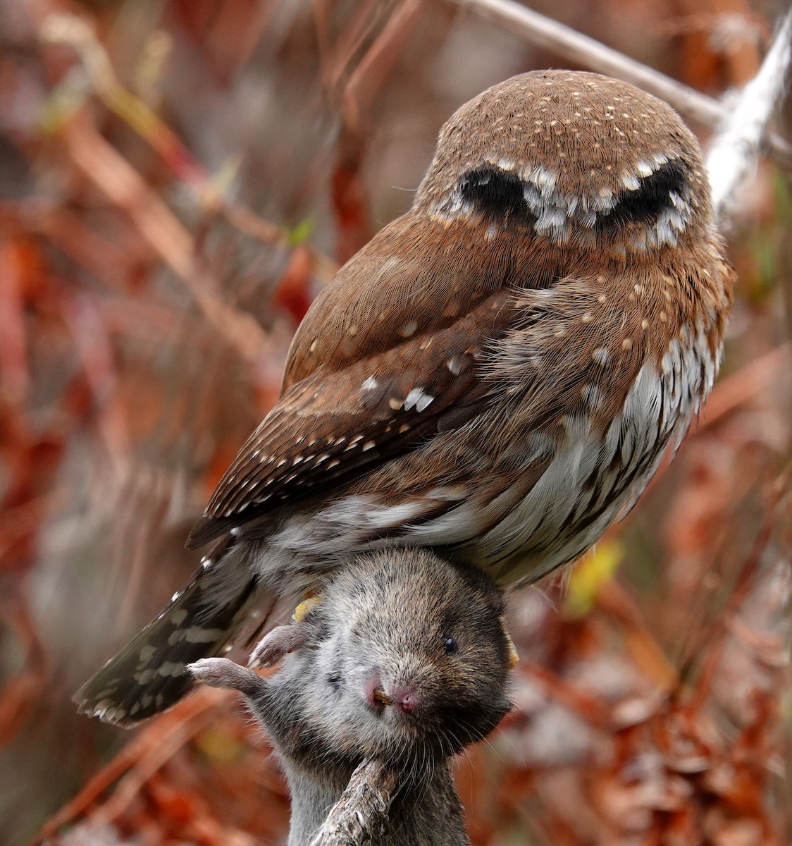 Northern Pygmy-Owl - ML87328291