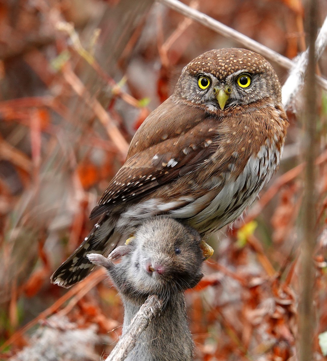 Northern Pygmy-Owl - David Zittin