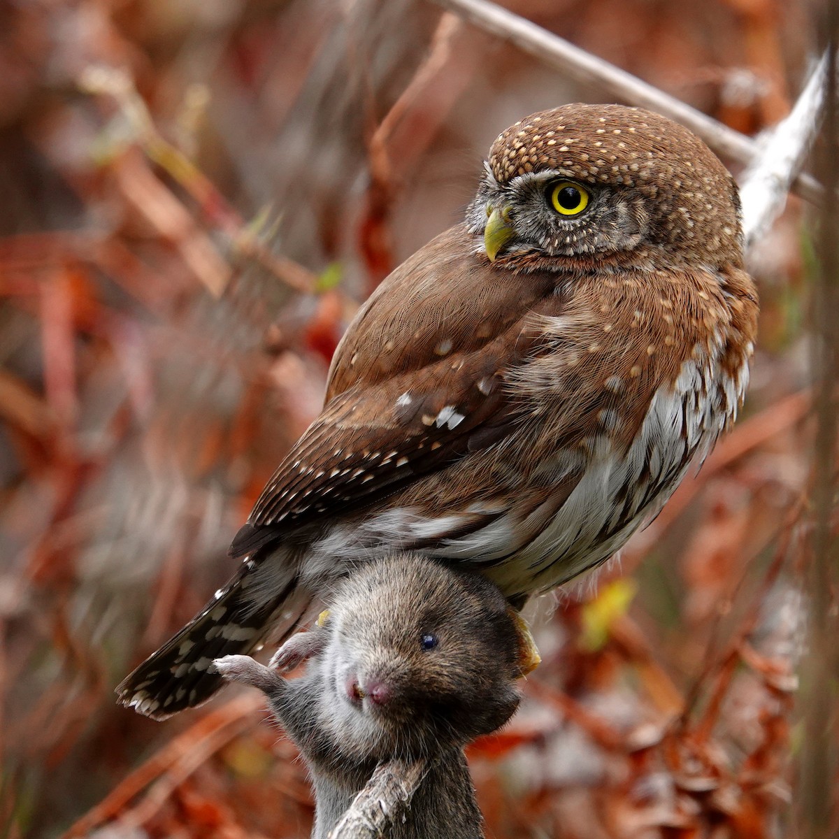 Northern Pygmy-Owl - ML87328321