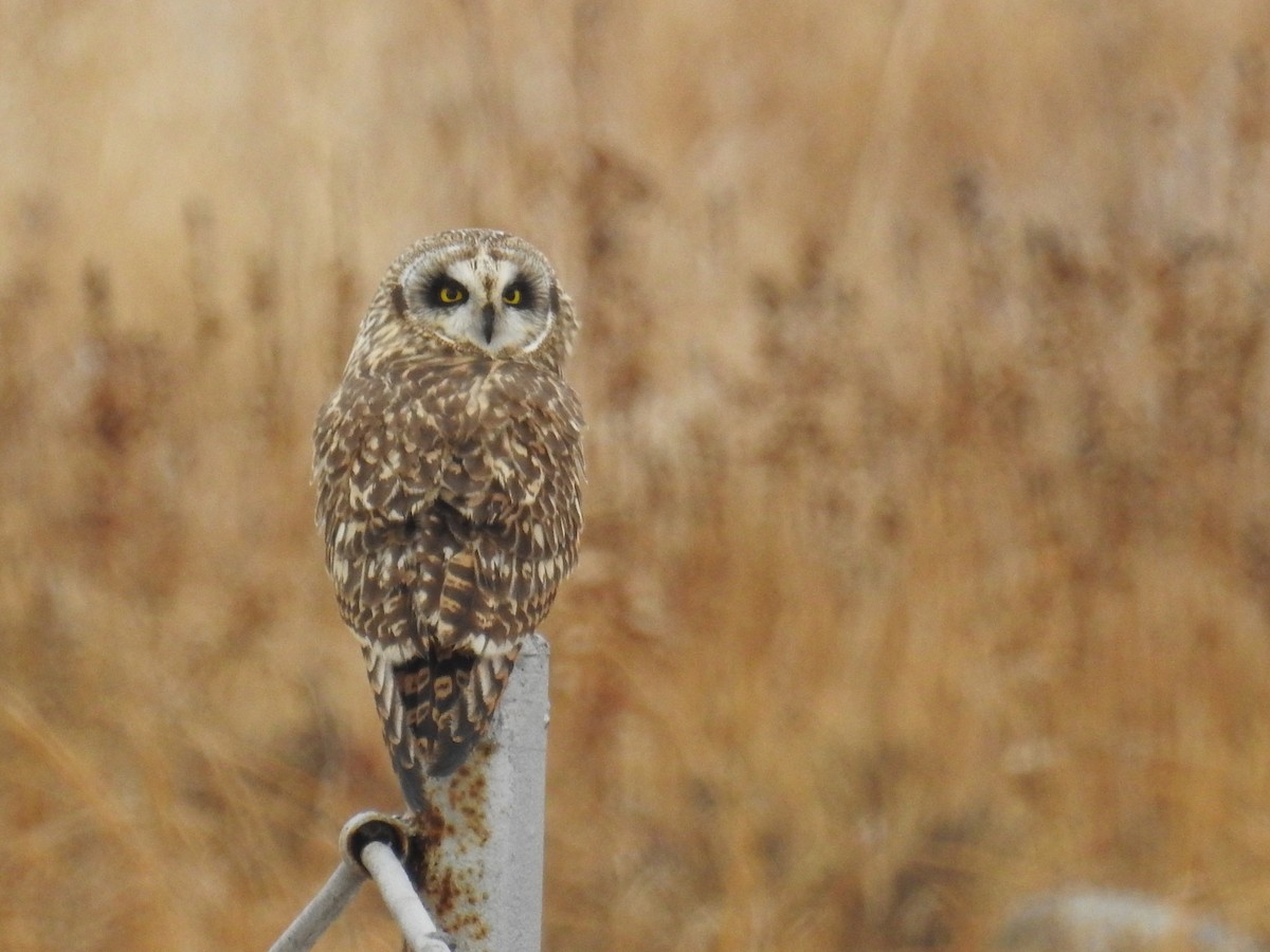 Short-eared Owl - ML87331851