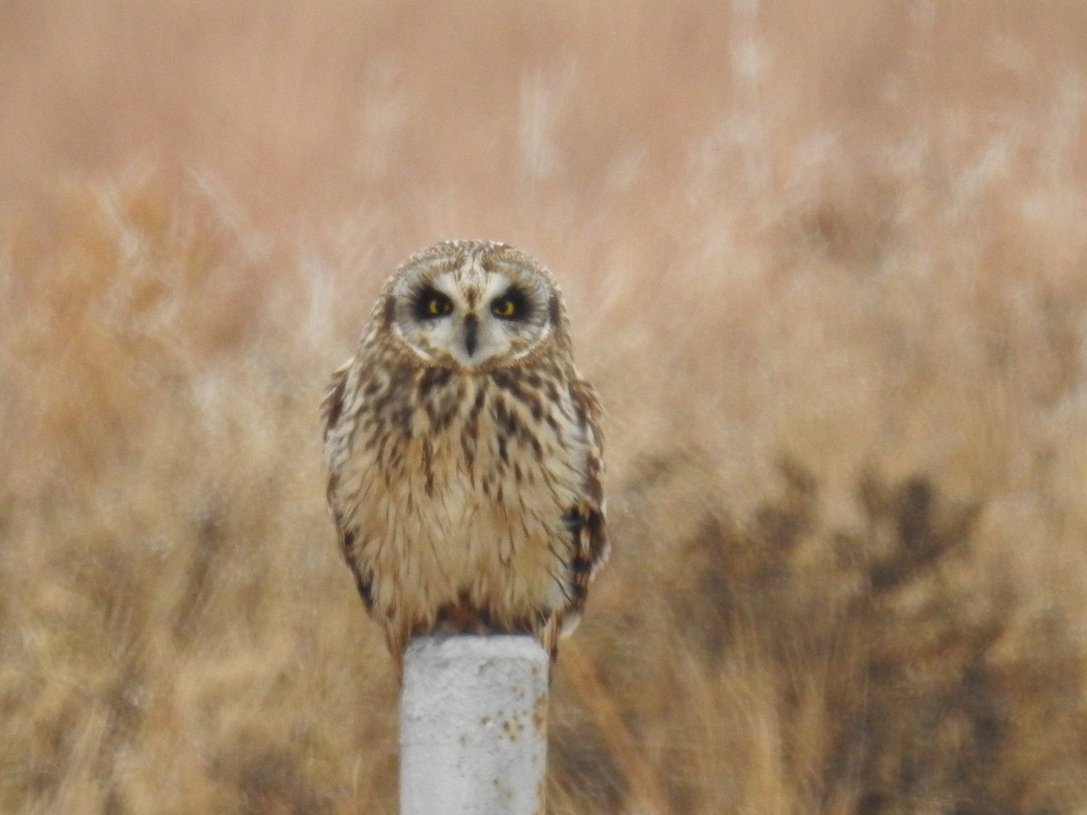Short-eared Owl - ML87331981