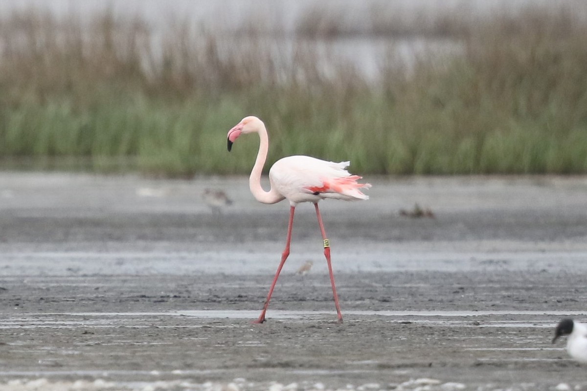 Greater Flamingo - Bob Friedrichs