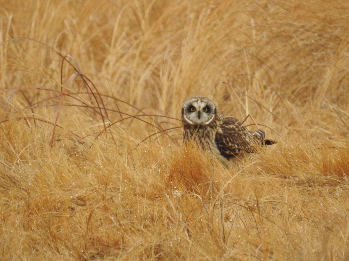 Short-eared Owl - ML87332151