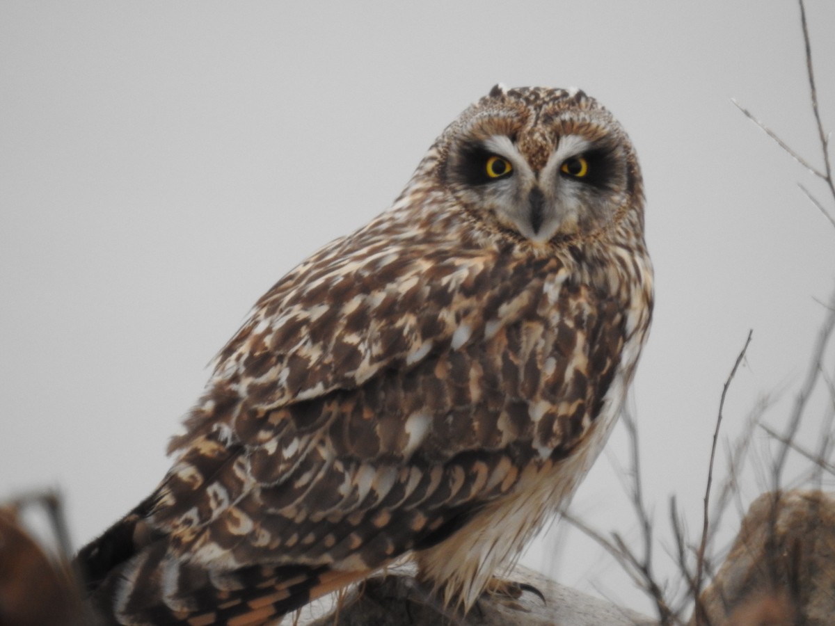 Short-eared Owl - Jeremy Birket