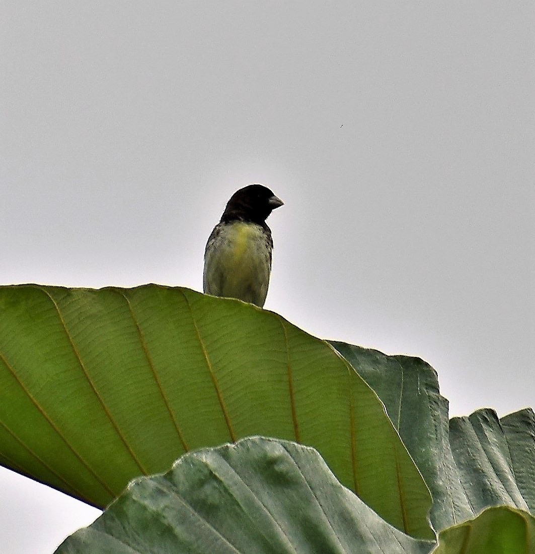 Yellow-bellied Seedeater - ML87332271