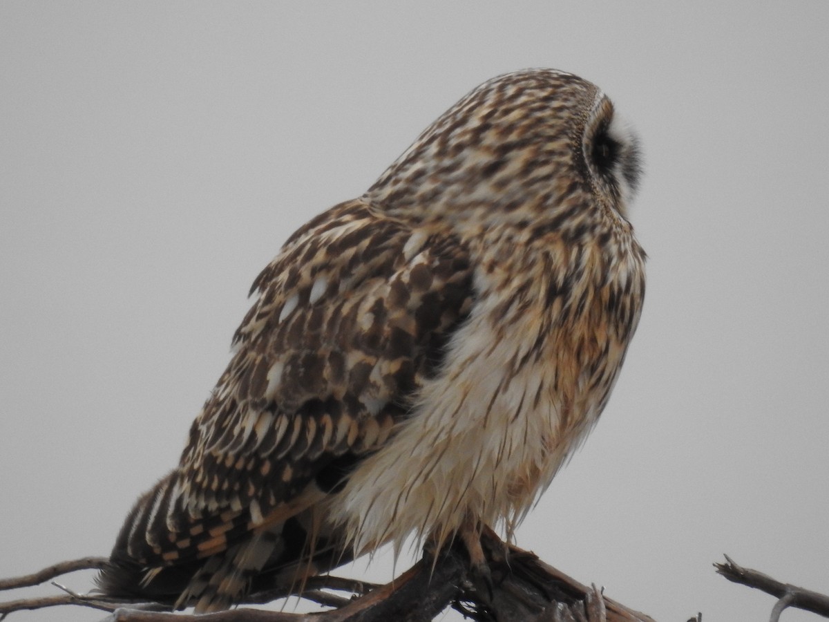 Short-eared Owl - ML87332351