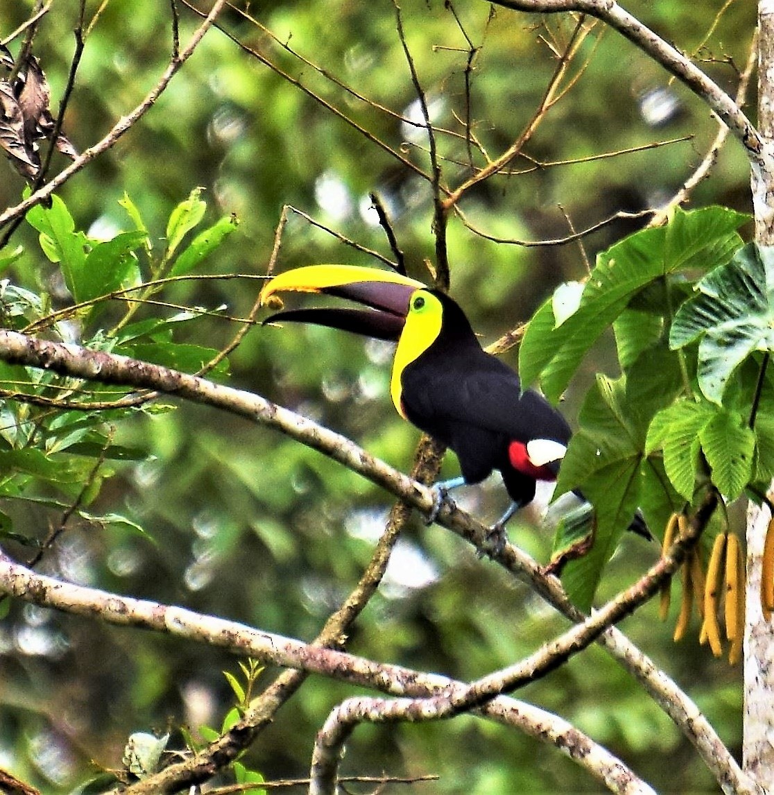 Yellow-throated Toucan - Beth Mangia