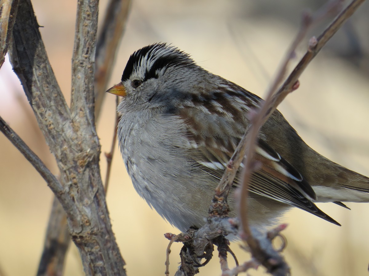 White-crowned Sparrow - Matt Hofeditz