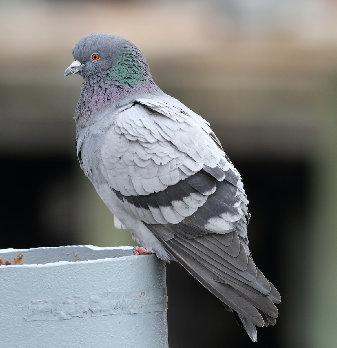 Rock Pigeon (Feral Pigeon) - ML87340341