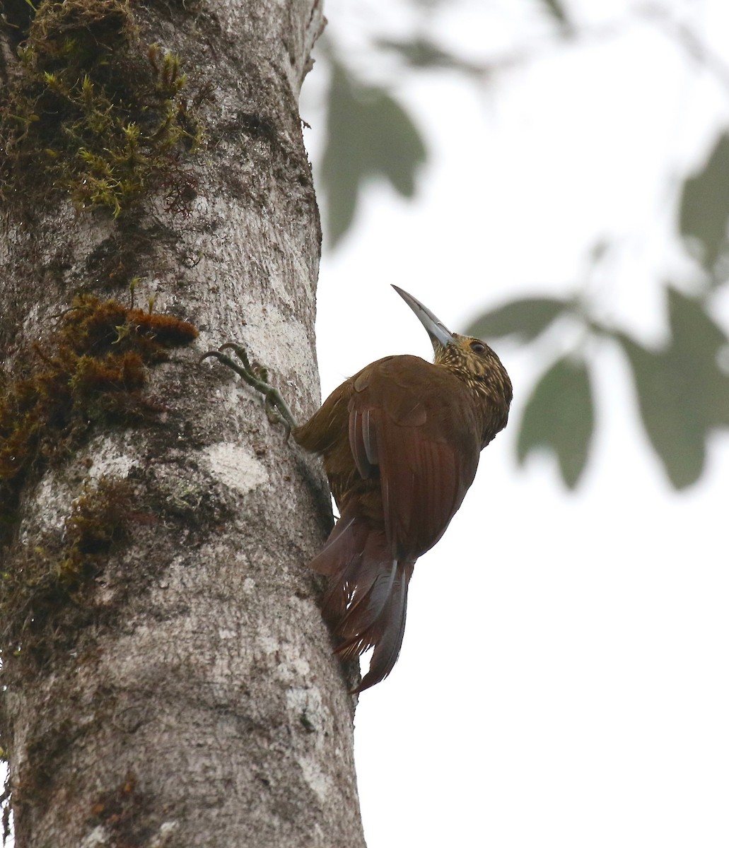 Strong-billed Woodcreeper - ML87341651