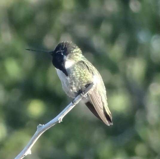 Costa's Hummingbird - ML87341851