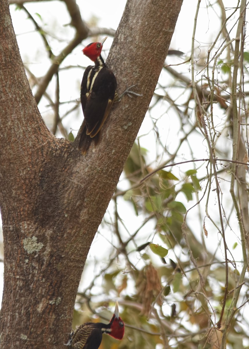 Pale-billed Woodpecker - ML87342311