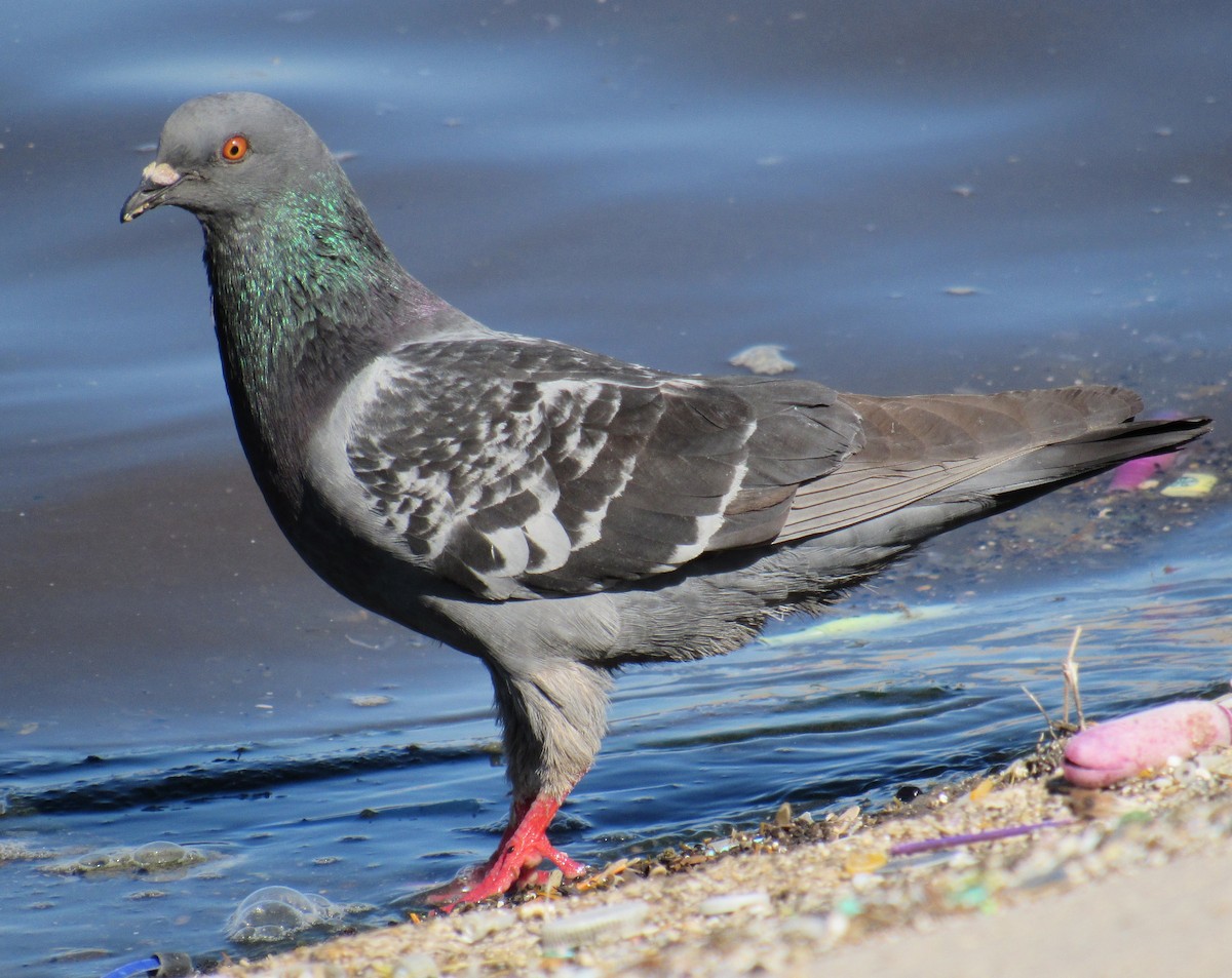 Rock Pigeon (Feral Pigeon) - ML87342531