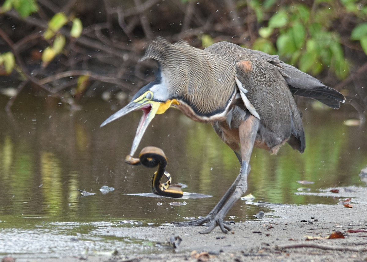 Bare-throated Tiger-Heron - Tracy Patterson