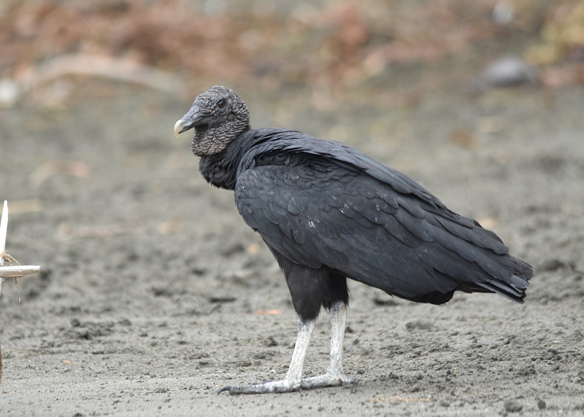 Black Vulture - ML87344001