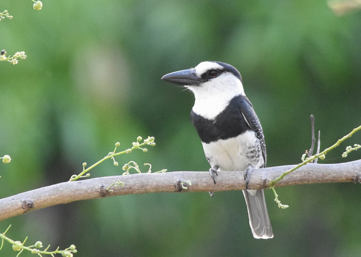 White-necked Puffbird - Tracy Patterson