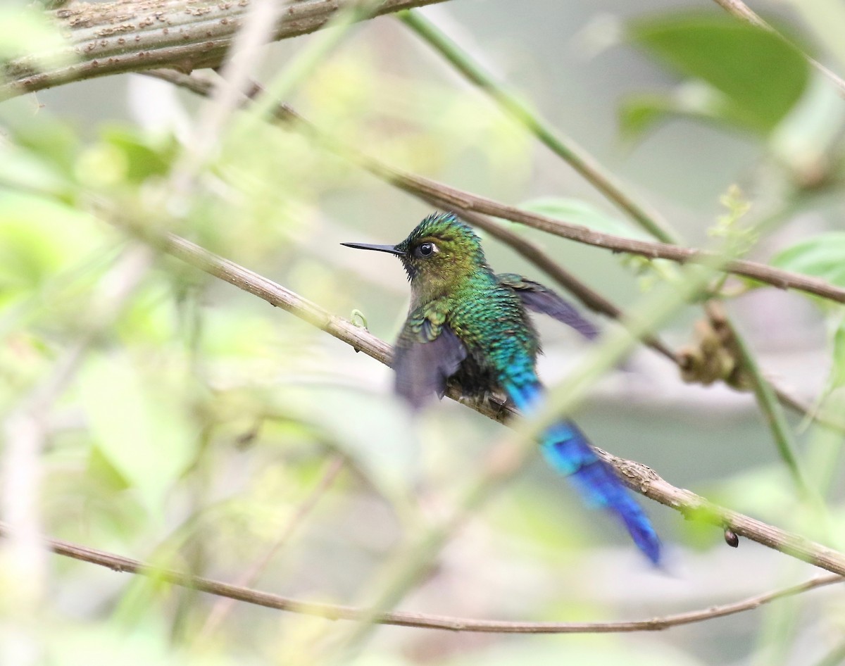 Violet-tailed Sylph - ML87344651
