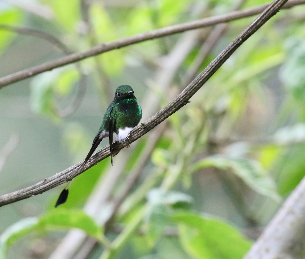 White-booted Racket-tail - ML87344701