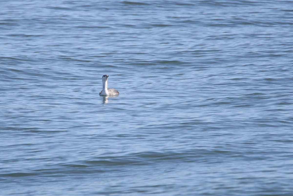 Red-throated Loon - ML87349671