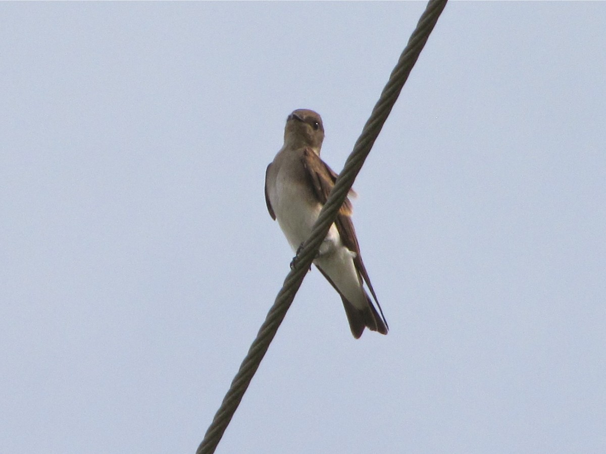Northern Rough-winged Swallow - Benjamin Murphy