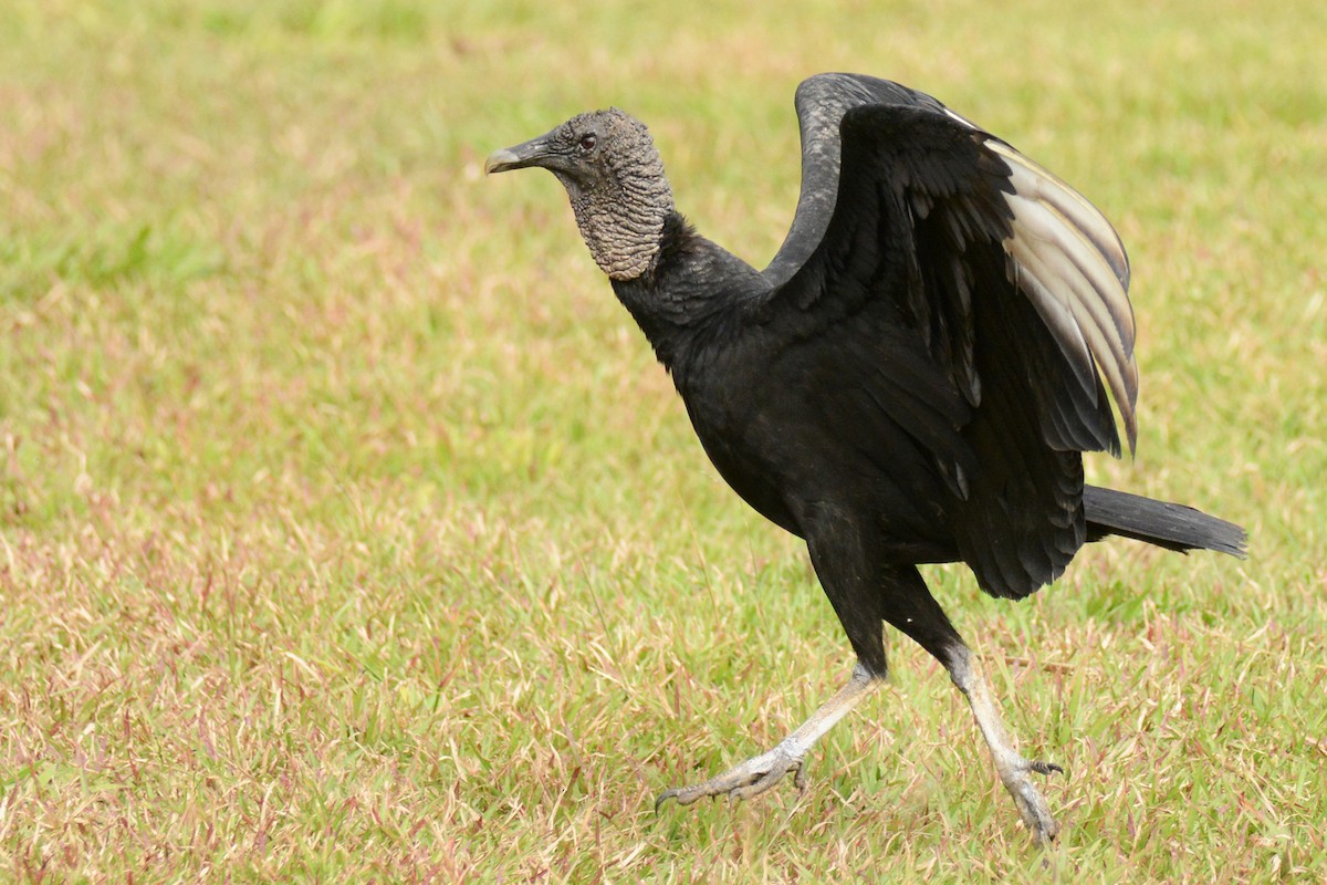Black Vulture - Marie O'Neill