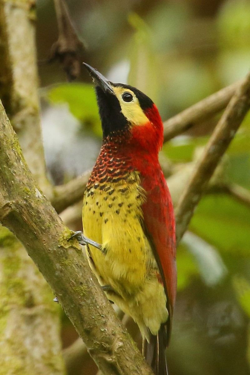 Crimson-mantled Woodpecker - Robert Johnson
