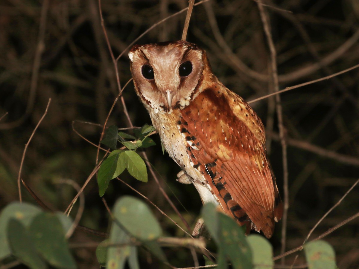 Oriental Bay-Owl - ian dugdale