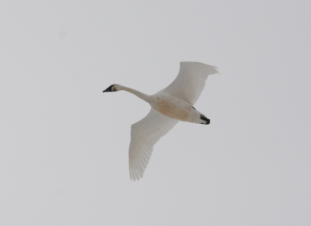Tundra Swan - ML87353211