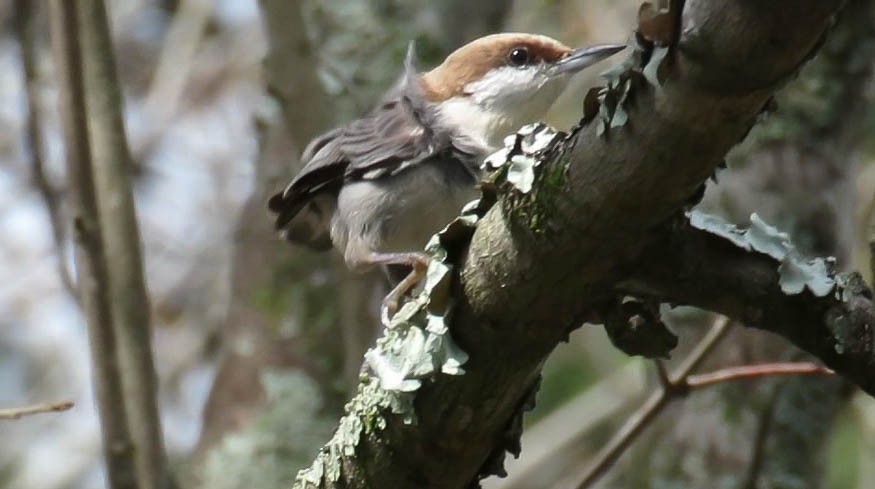 Brown-headed Nuthatch - Colette Micallef