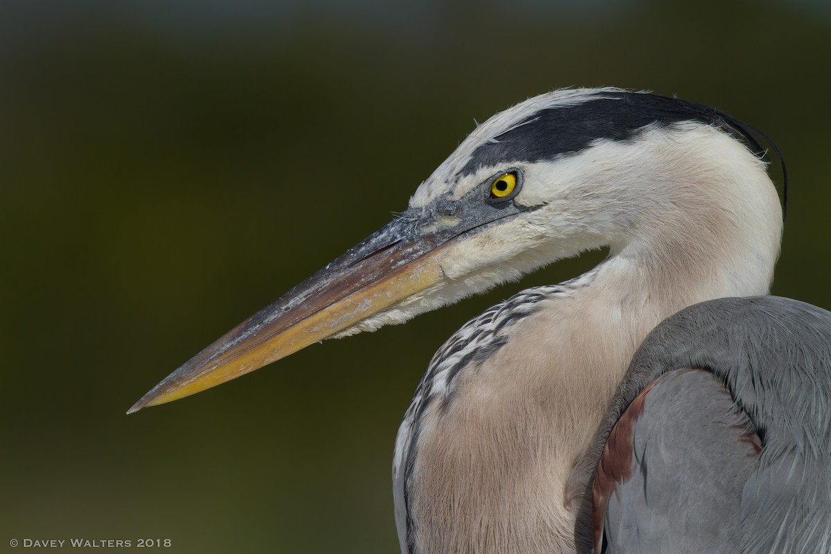Great Blue Heron (Great Blue) - Davey Walters