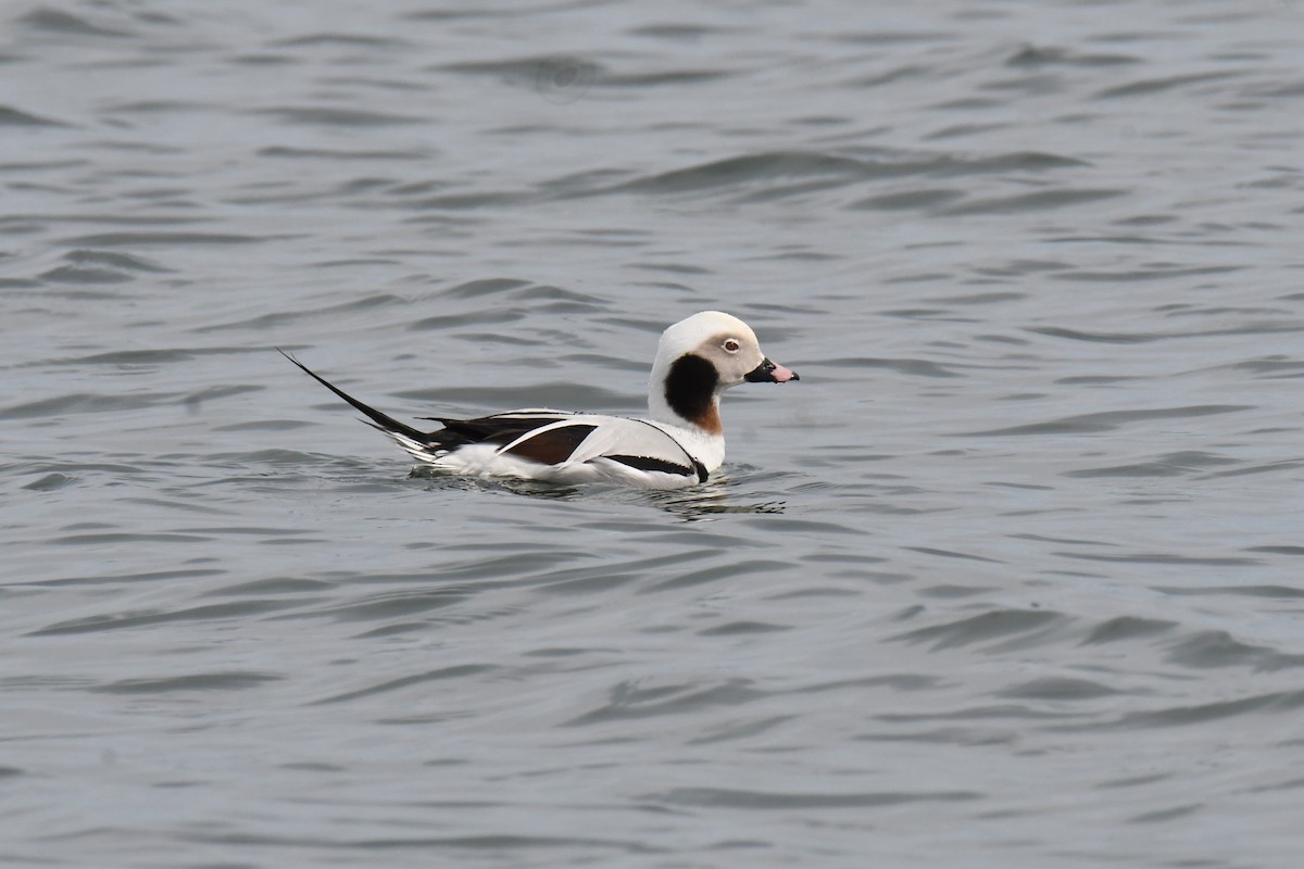 Long-tailed Duck - Ted Bradford