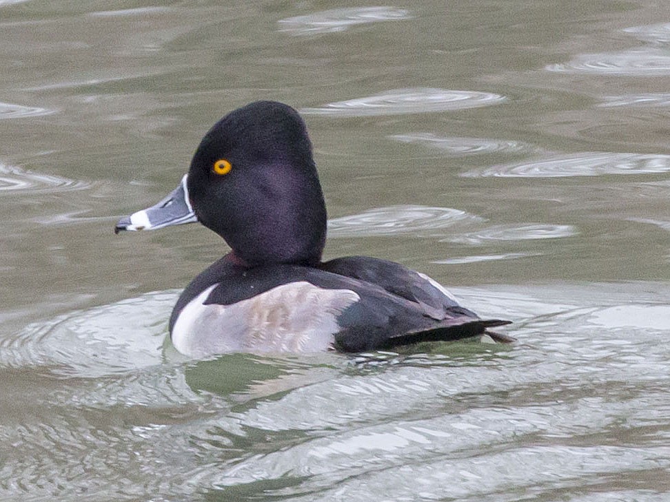 Ring-necked Duck - Brian Bailey