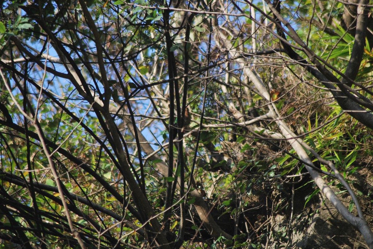 holub zelenokřídlý - ML87361721