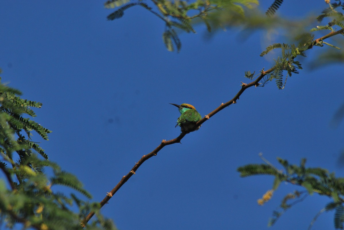Asian Green Bee-eater - ML87361771