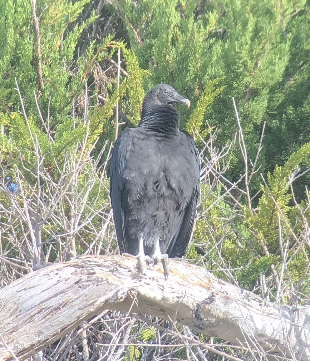Black Vulture - ML87362811