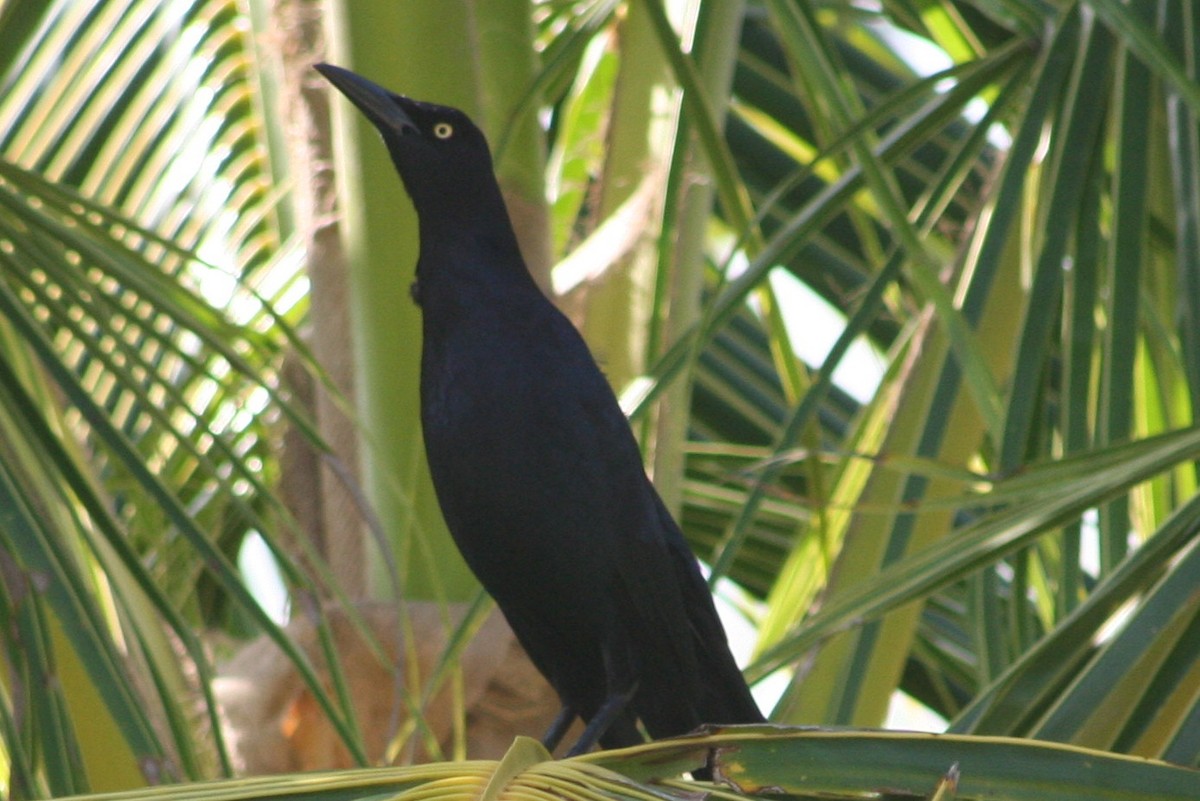 Great-tailed Grackle - ML87364971