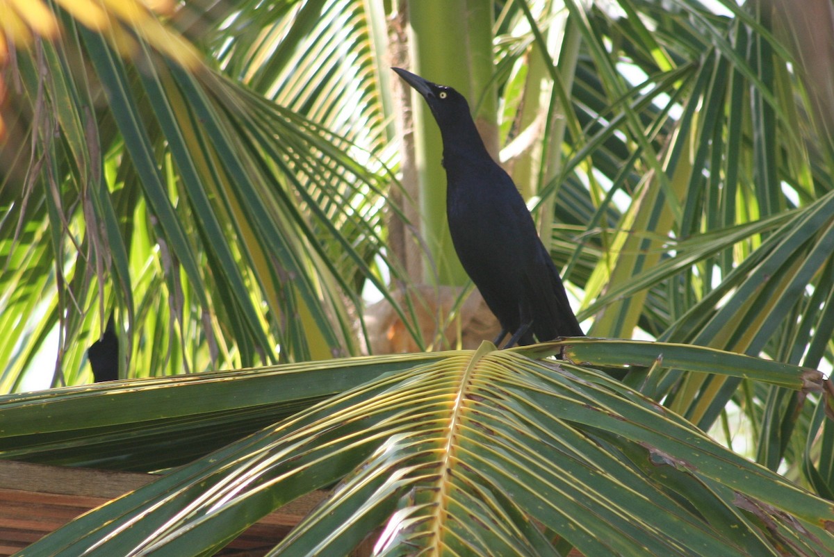 Great-tailed Grackle - ML87364991
