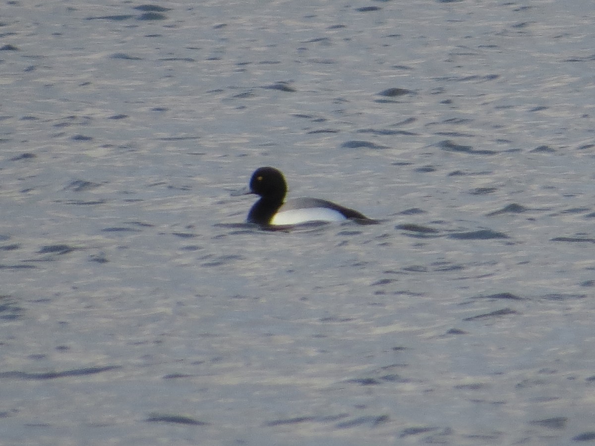 Greater Scaup - ML87365741