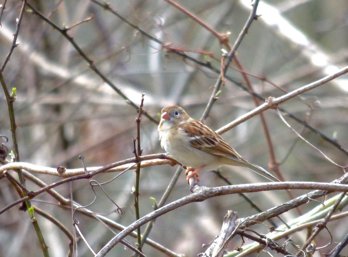 Field Sparrow - ML87366071