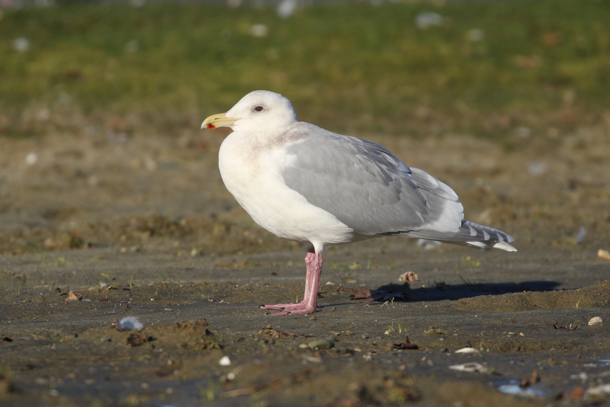 Glaucous-winged Gull - Liam Singh