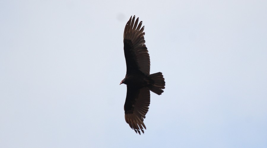Turkey Vulture - ML87369181