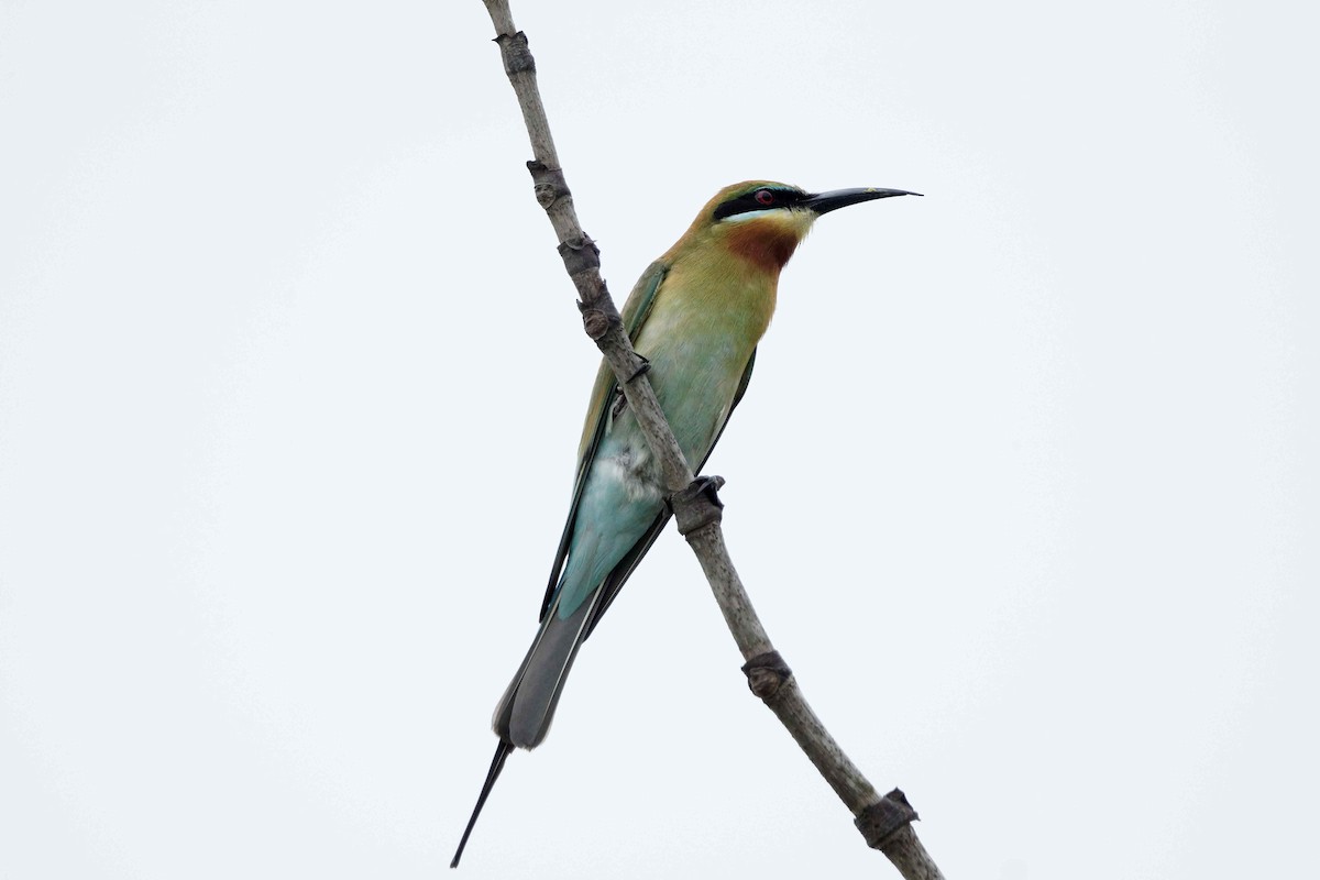 Blue-tailed Bee-eater - Kian Guan Tay