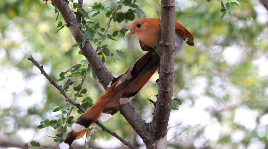 Squirrel Cuckoo (West Mexico) - Paul Lewis