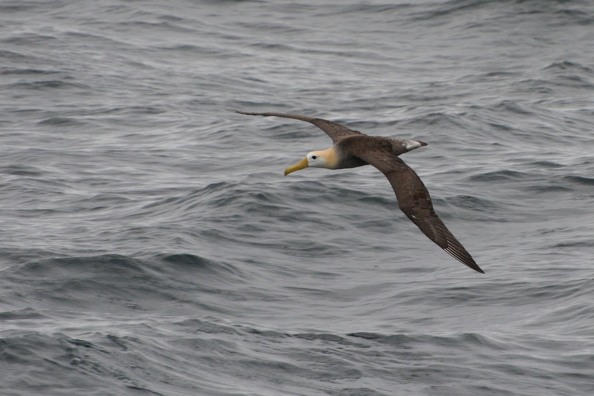 Waved Albatross - David Jeffrey Ringer