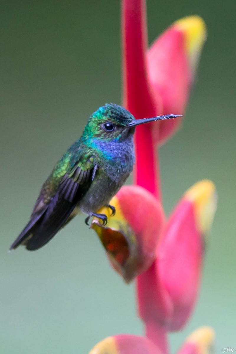 Charming Hummingbird - ML87370741