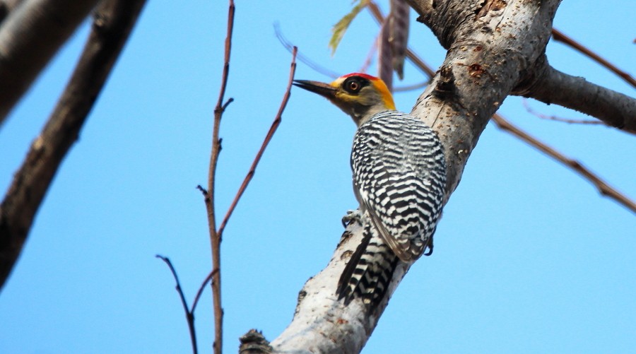 Golden-cheeked Woodpecker - ML87371401