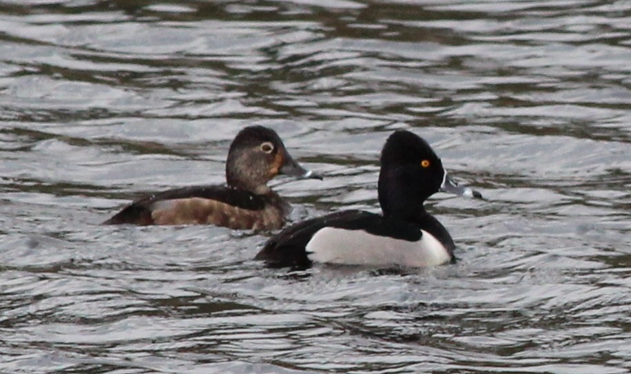 Ring-necked Duck - Justin Cook