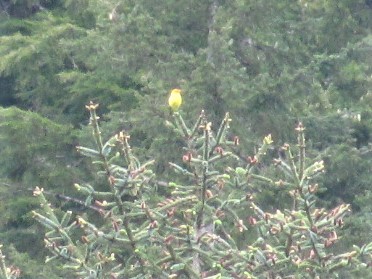 Western Tanager - ML87372151