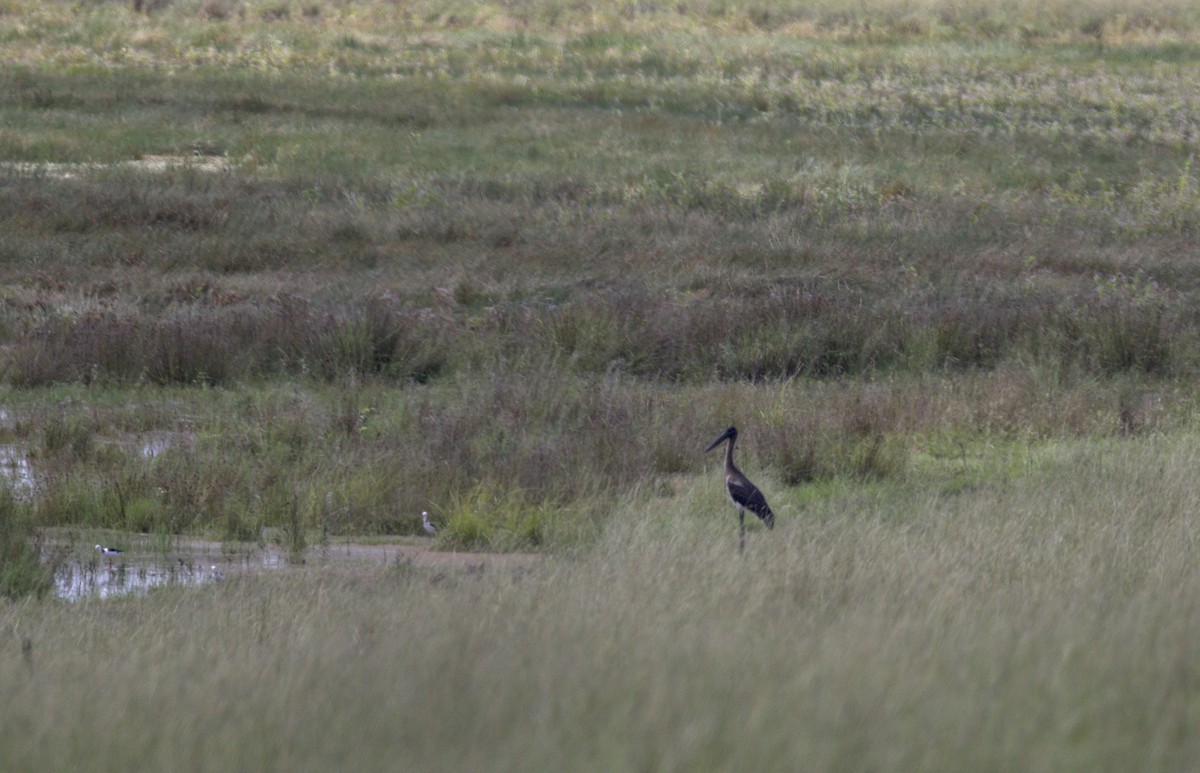 Black-necked Stork - ML87372311